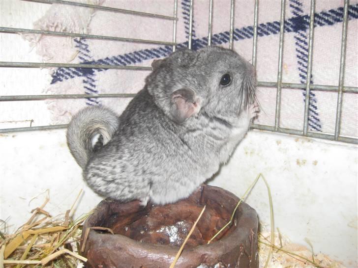 Chinchilla Gustav - Gustav som helt lille :D billede 3