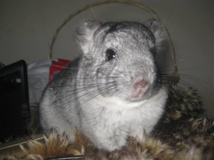 Chinchilla Gustav billede 4
