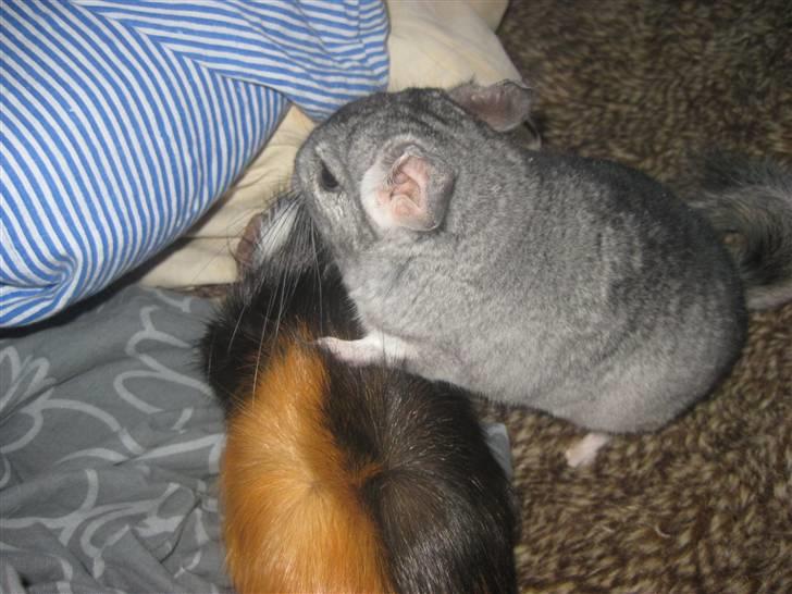 Chinchilla Gustav - Gustav og han´s bedste veninde :D  billede 5