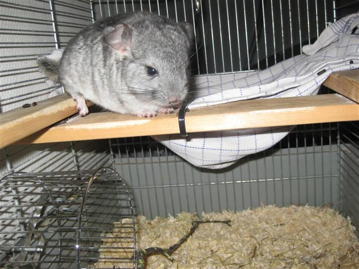 Chinchilla Gustav - Da jeg lige havde fået ham :)  billede 6