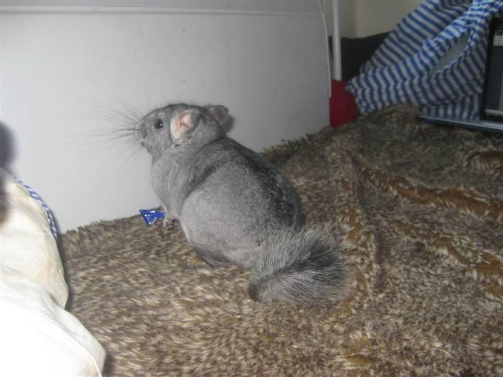 Chinchilla Gustav billede 7