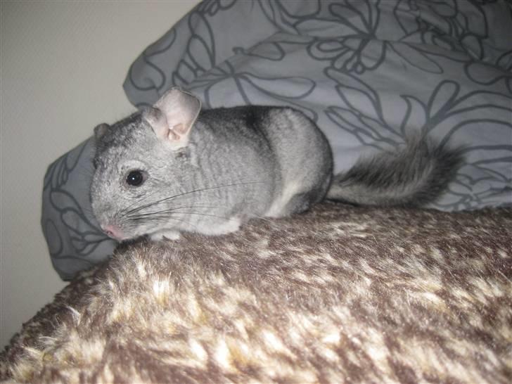 Chinchilla Gustav billede 8