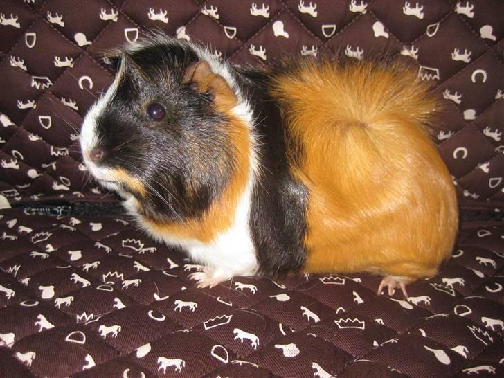 Marsvin Mini  RIP<3 - Velkommen til Mini´s profil :D  billede 1