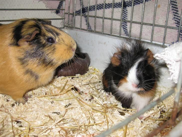 Marsvin Mini  RIP<3 billede 3