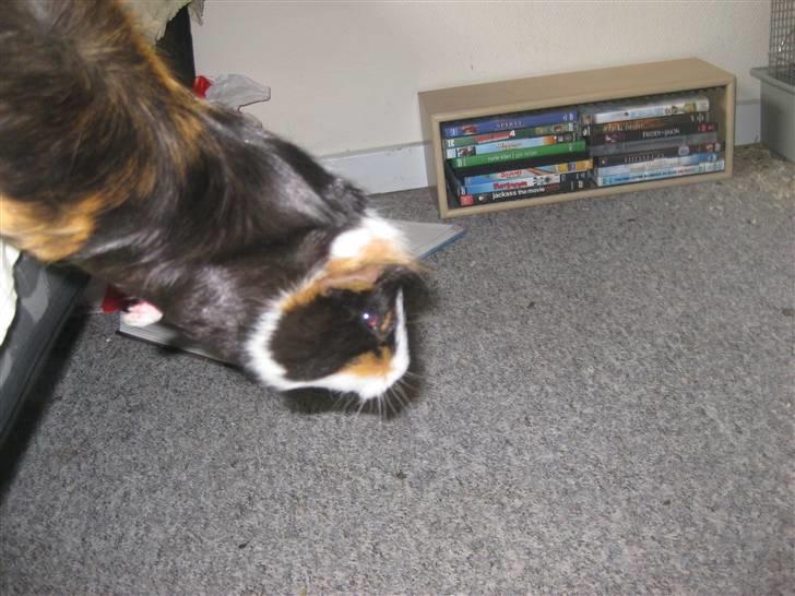 Marsvin Mini  RIP<3 - Så lille bitte :´D billede 4