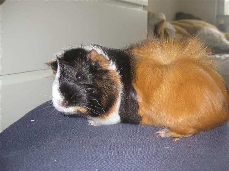 Marsvin Mini  RIP<3 billede 5