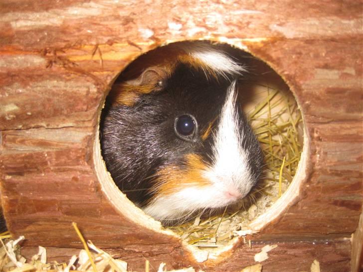 Marsvin Mini  RIP<3 billede 6