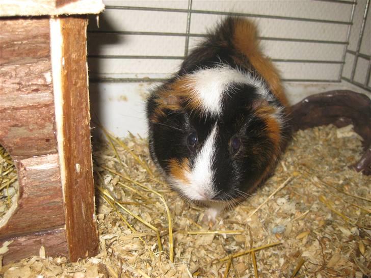 Marsvin Mini  RIP<3 billede 7