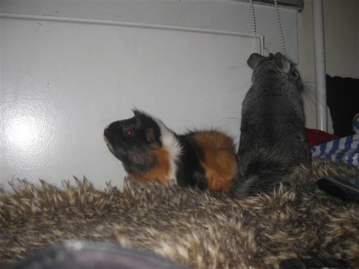 Marsvin Mini  RIP<3 - Mini of hendes bedste ven ;D  billede 8