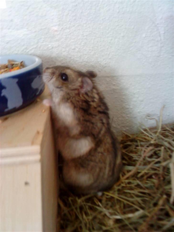 Dværghamster Gabby - åårrh kan ikke komme op, jeg er for fed! :D billede 12