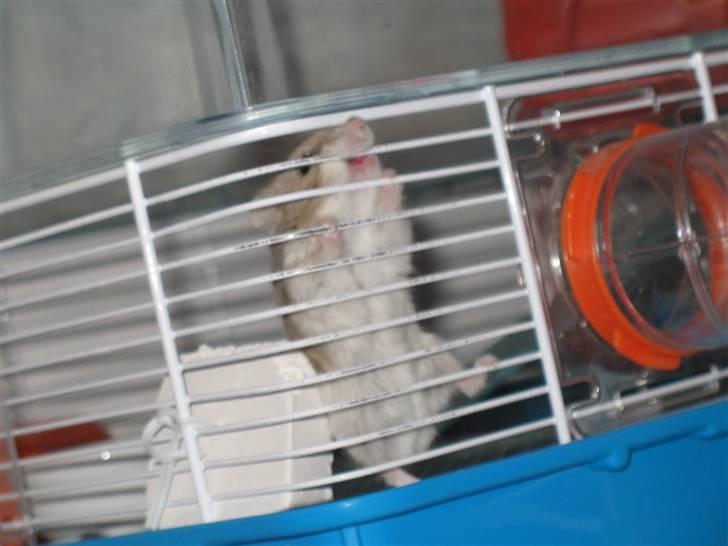 Dværghamster madonna billede 9