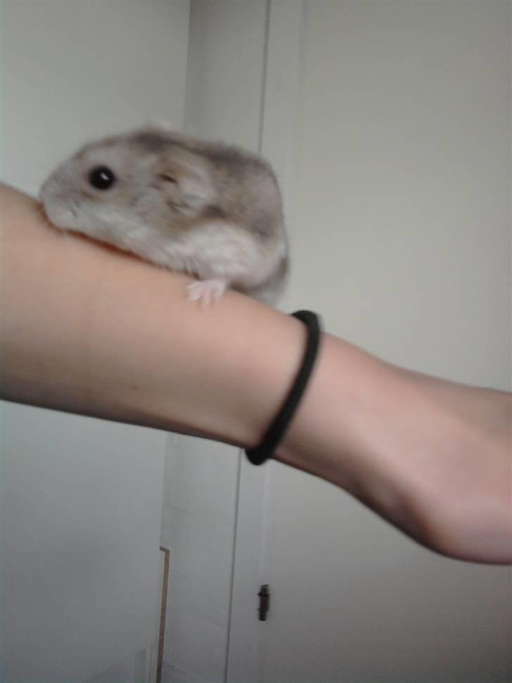 Dværghamster madonna billede 10