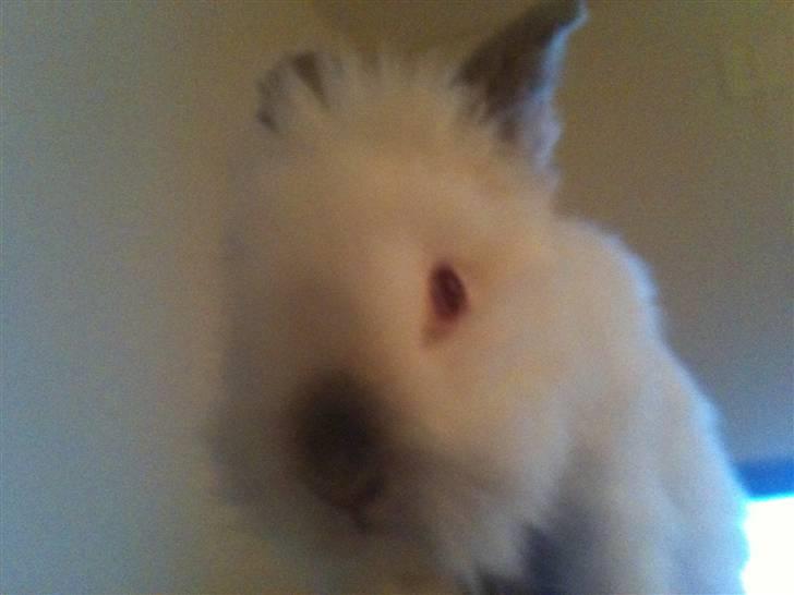 Kanin Ninus billede 1