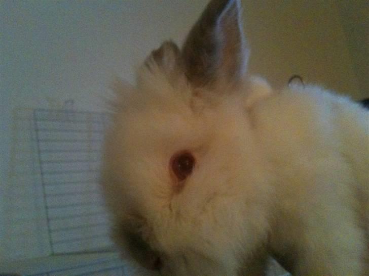 Kanin Ninus billede 2