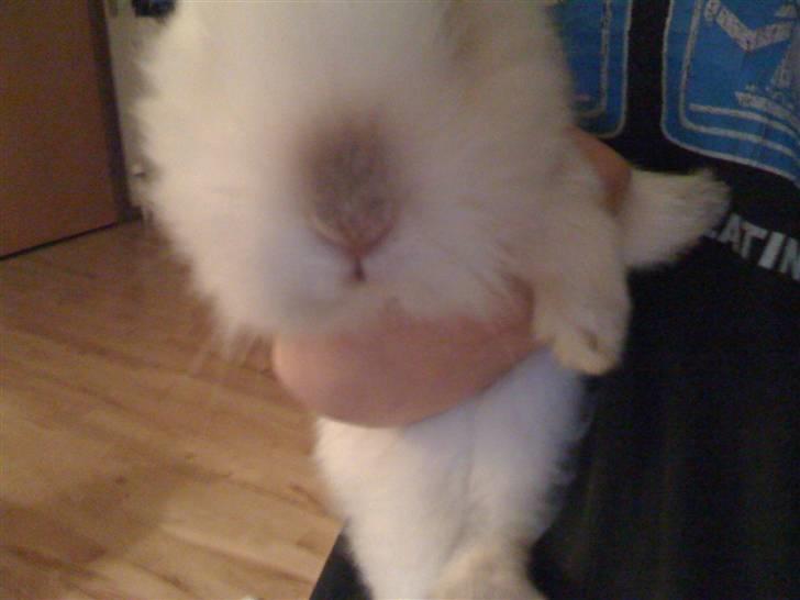 Kanin Ninus billede 3