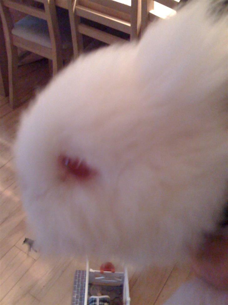 Kanin Ninus billede 4