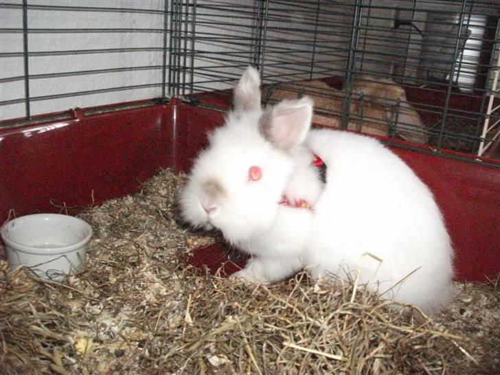 Kanin Ninus billede 5