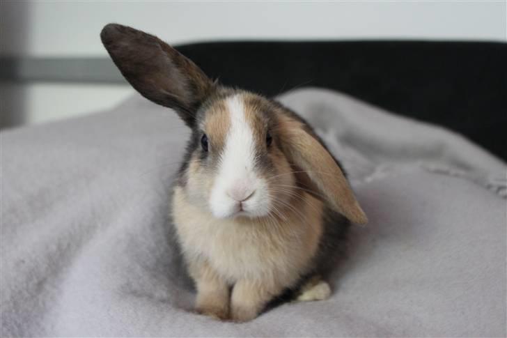 Kanin Madame Madea billede 7