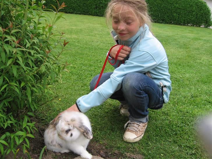 Kanin Stampe - hej Emilie billede 12