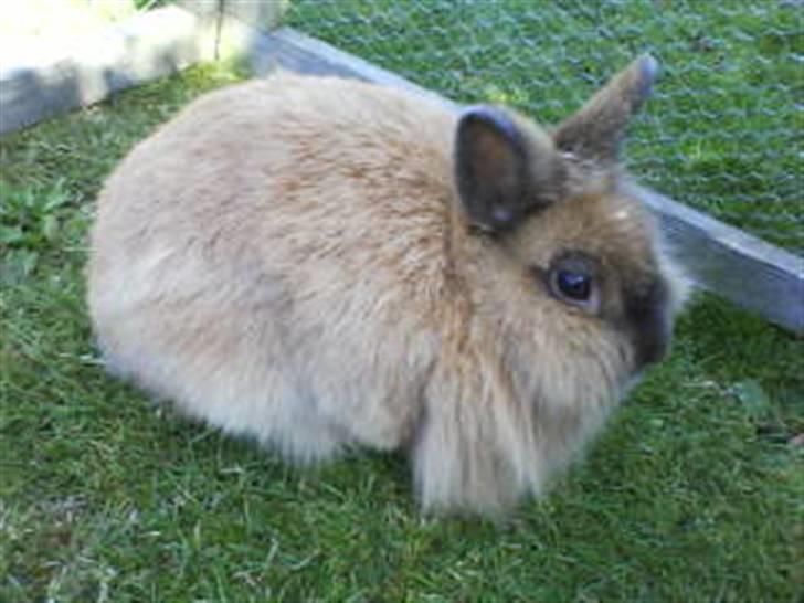 Kanin Mille<3 Tidligere kanin - fra siden  billede 2