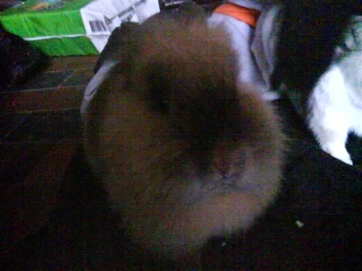 Kanin Mille<3 Tidligere kanin - så er hun bange billede 3