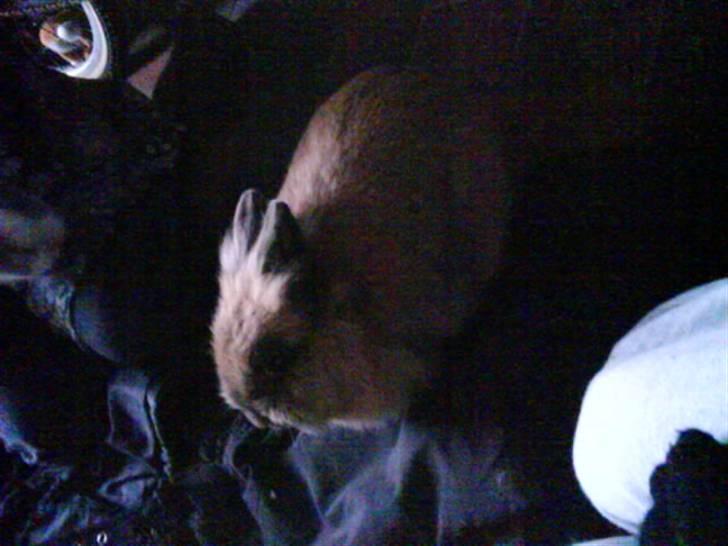 Kanin Mille<3 Tidligere kanin - så er hun bange igen  billede 4