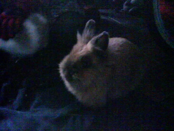 Kanin Mille<3 Tidligere kanin - så kan hun høre noget  billede 5