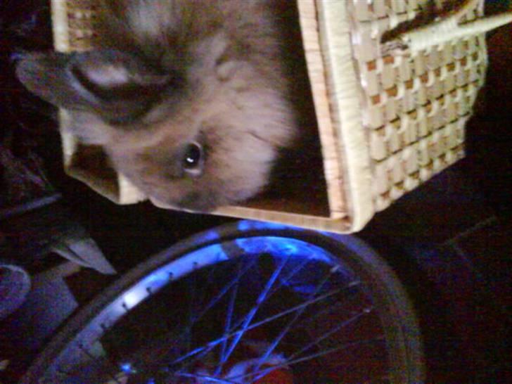 Kanin Mille<3 Tidligere kanin - så kigger hun på den blå lys billede 6