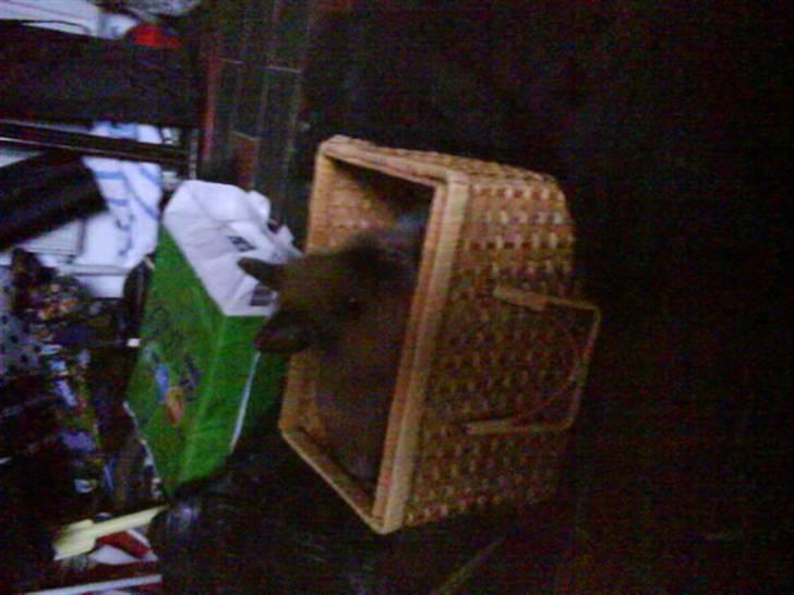 Kanin Mille<3 Tidligere kanin - hun elsker bare at ligger nede i den kasse eller hvad nu der er billede 7