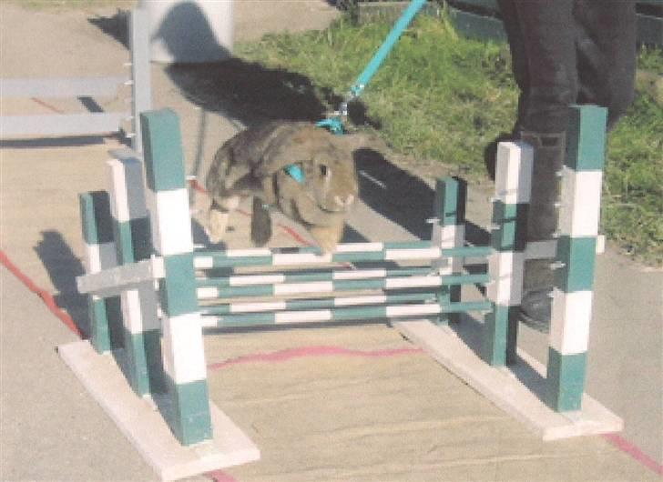 Kanin Andrea † DØD  27.06.2007 † billede 1