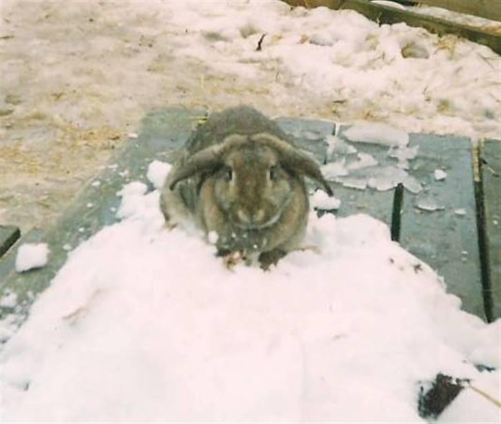 Kanin Andrea † DØD  27.06.2007 † billede 2