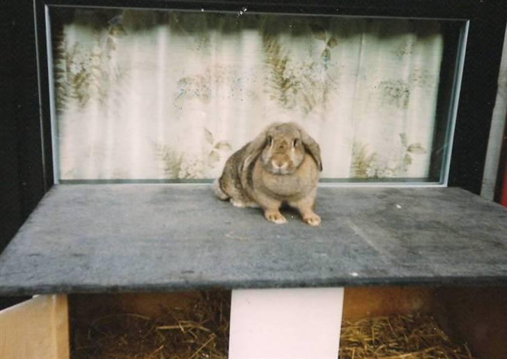 Kanin Andrea † DØD  27.06.2007 † billede 3