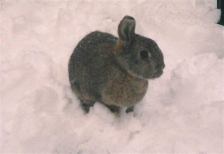 Kanin Andrea † DØD  27.06.2007 † billede 4