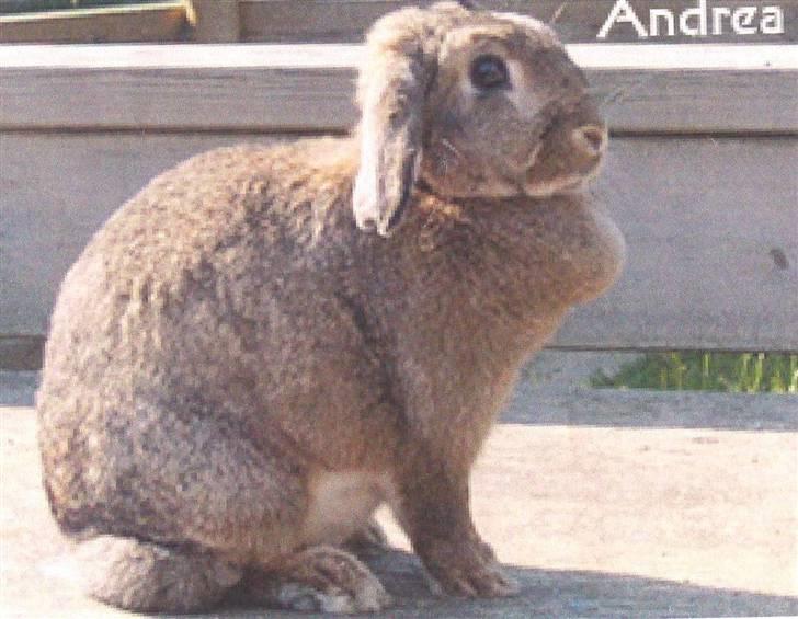 Kanin Andrea † DØD  27.06.2007 † billede 5