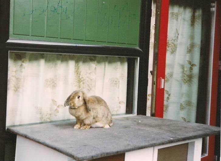 Kanin Andrea † DØD  27.06.2007 † billede 6