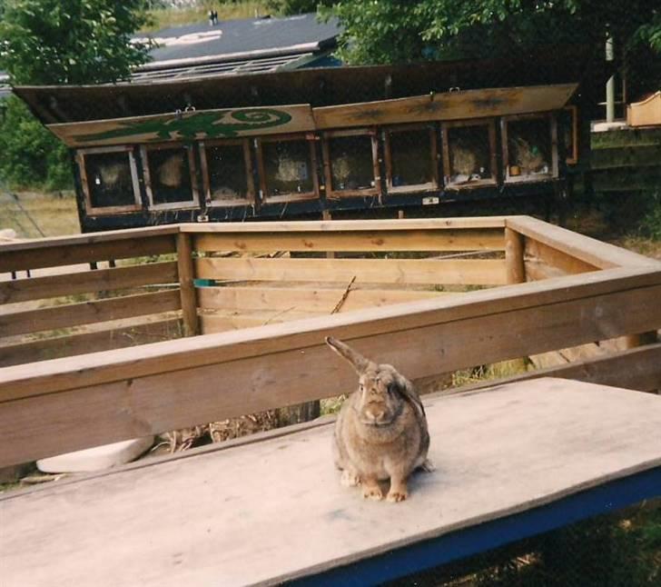 Kanin Andrea † DØD  27.06.2007 † billede 7