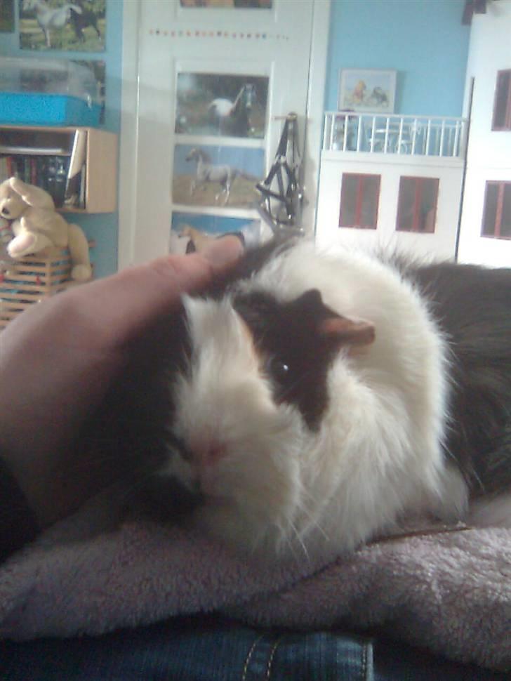 Marsvin Krølle billede 13