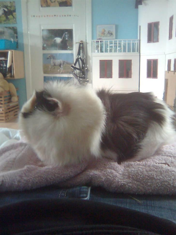 Marsvin Krølle billede 14