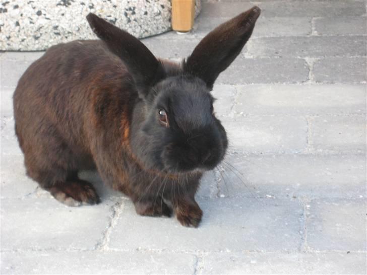 Kanin Balder billede 14