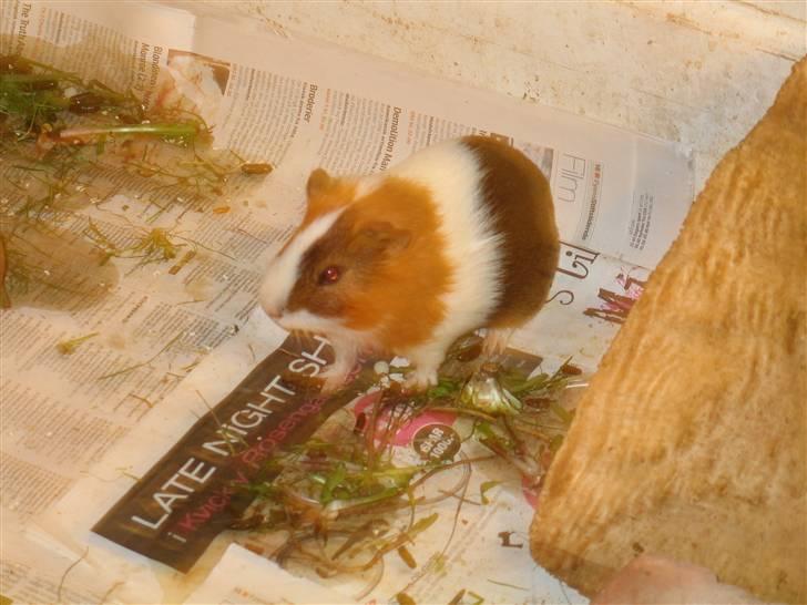 Marsvin Afred  billede 5