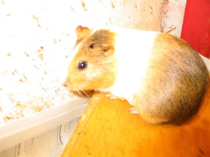 Marsvin Piv  billede 7