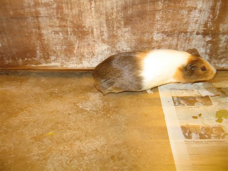 Marsvin Piv  billede 8