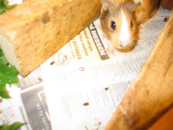 Marsvin Piv  billede 9