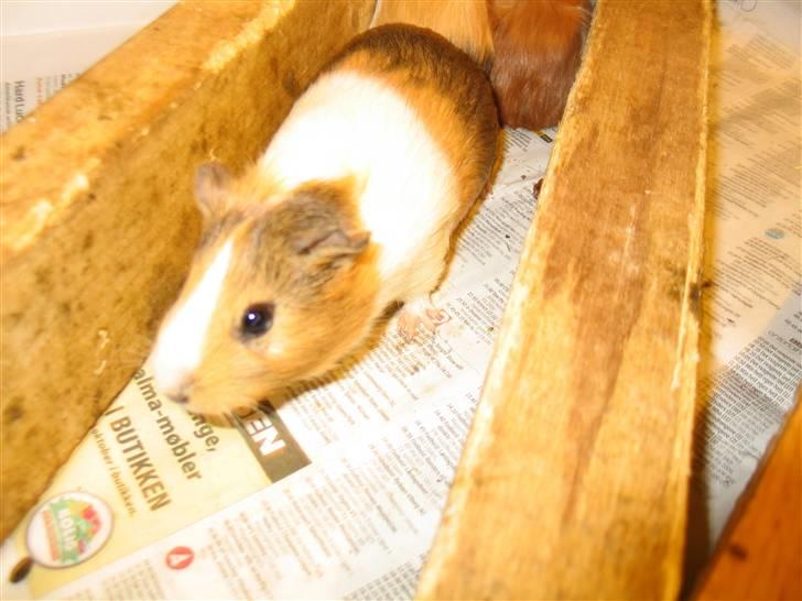 Marsvin Piv  billede 10