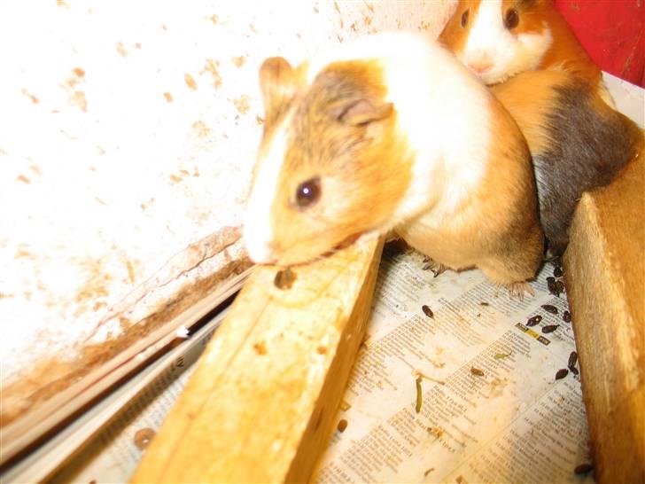 Marsvin Piv  billede 11