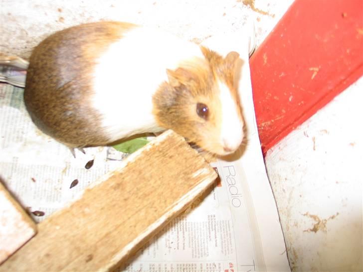 Marsvin Piv  billede 12