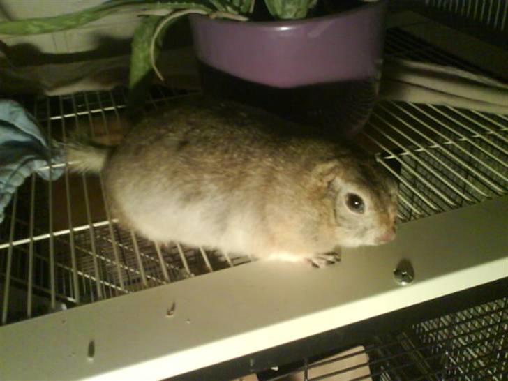 Egern lunte billede 4