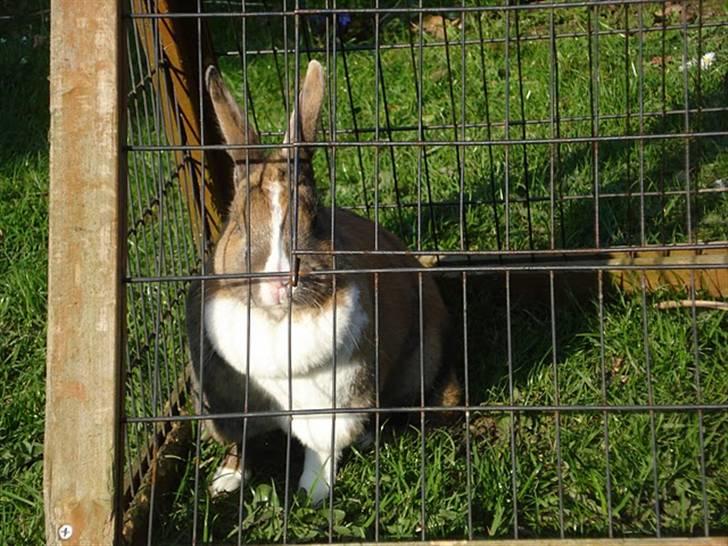 Kanin Bambi (Bambino)  billede 15