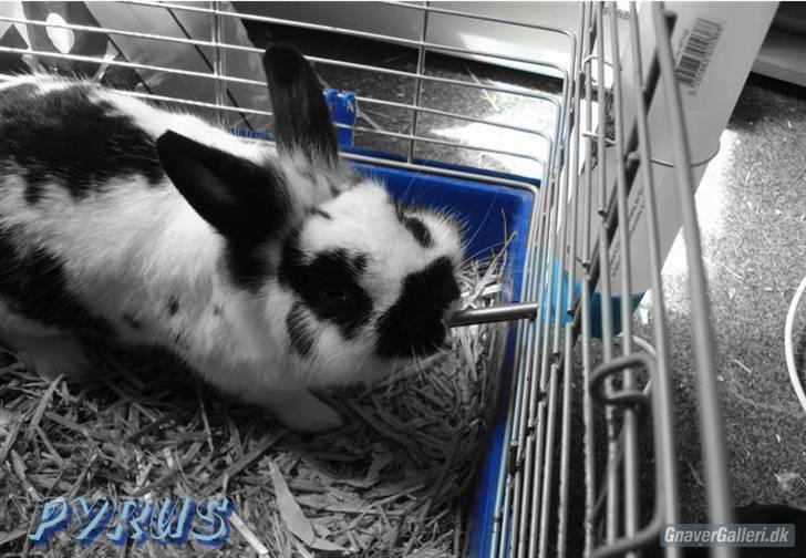 Kanin Pyrus billede 1