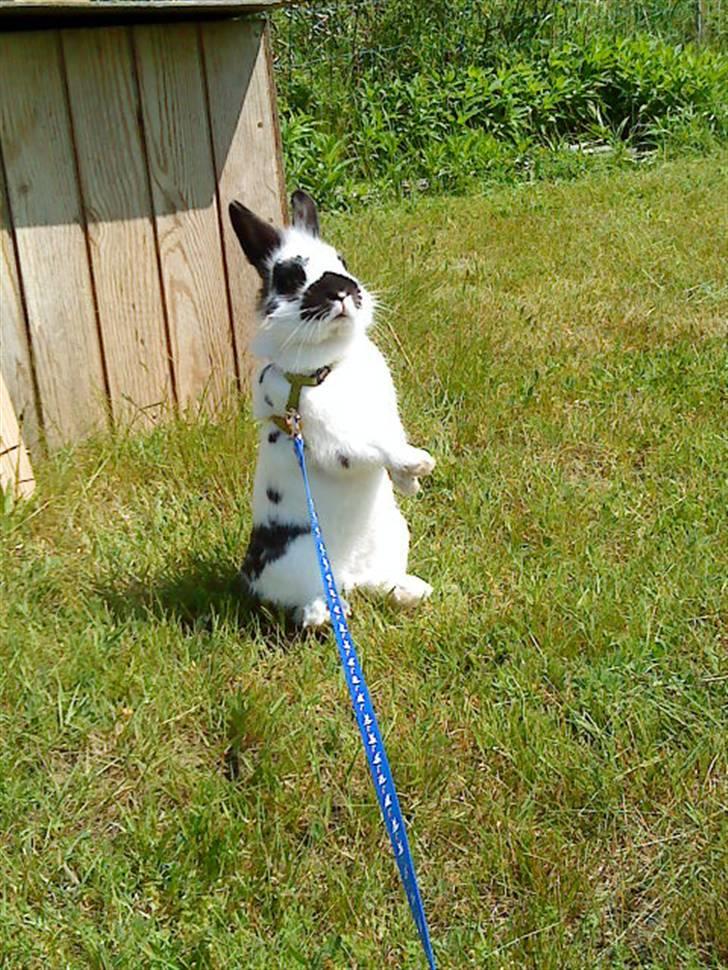 Kanin Pyrus billede 2